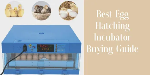 Best Egg Hatching Incubator Buying Guide 2023
