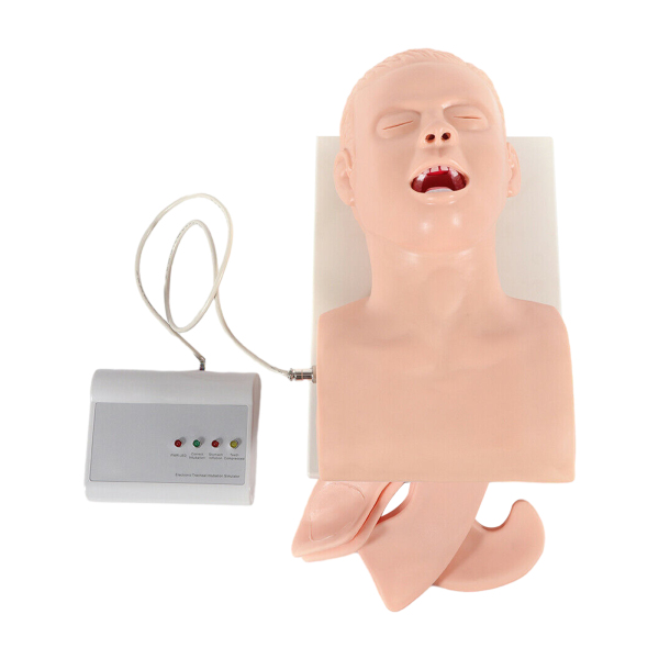 220V PVC Intubation Manikin Study Teaching Model Airway Management Trainer Intubation Head Study Teaching Model
